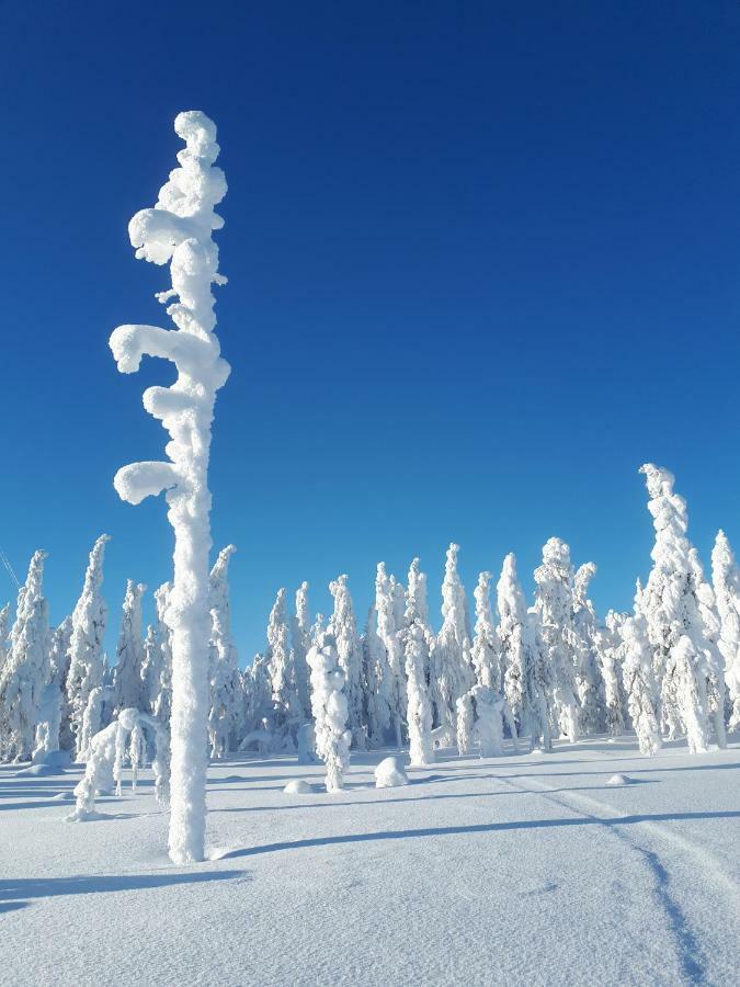 Valkea Arctic Lodge Pello Εξωτερικό φωτογραφία